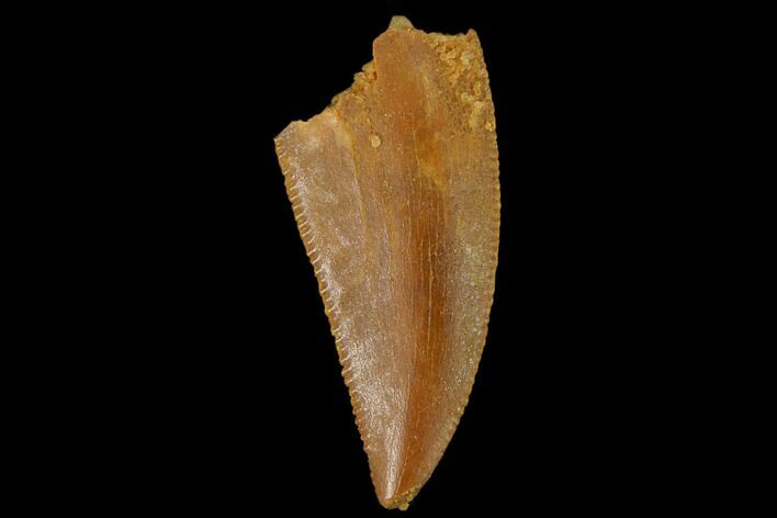 Serrated, Raptor Tooth - Real Dinosaur Tooth #133404